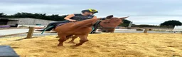 Appaloosa horses for sale: Appaloosa X gelding 15.3hh rising 4  in Hull - Advert 7