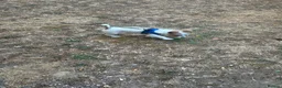 Jack Russell dogs for sale: Miniature jack Russel  in Clacton-on-Sea - Advert 5