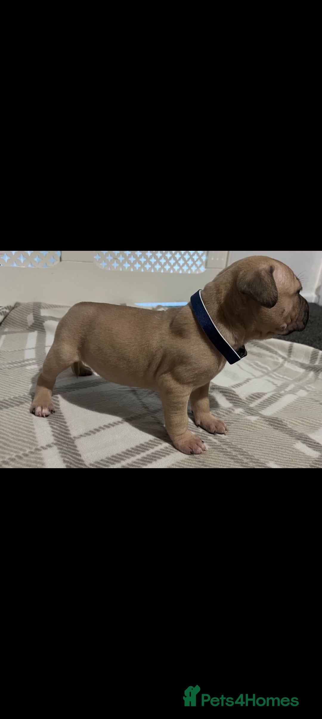 American Bulldog dogs for sale: American bulldogs puppies  - Advert 3