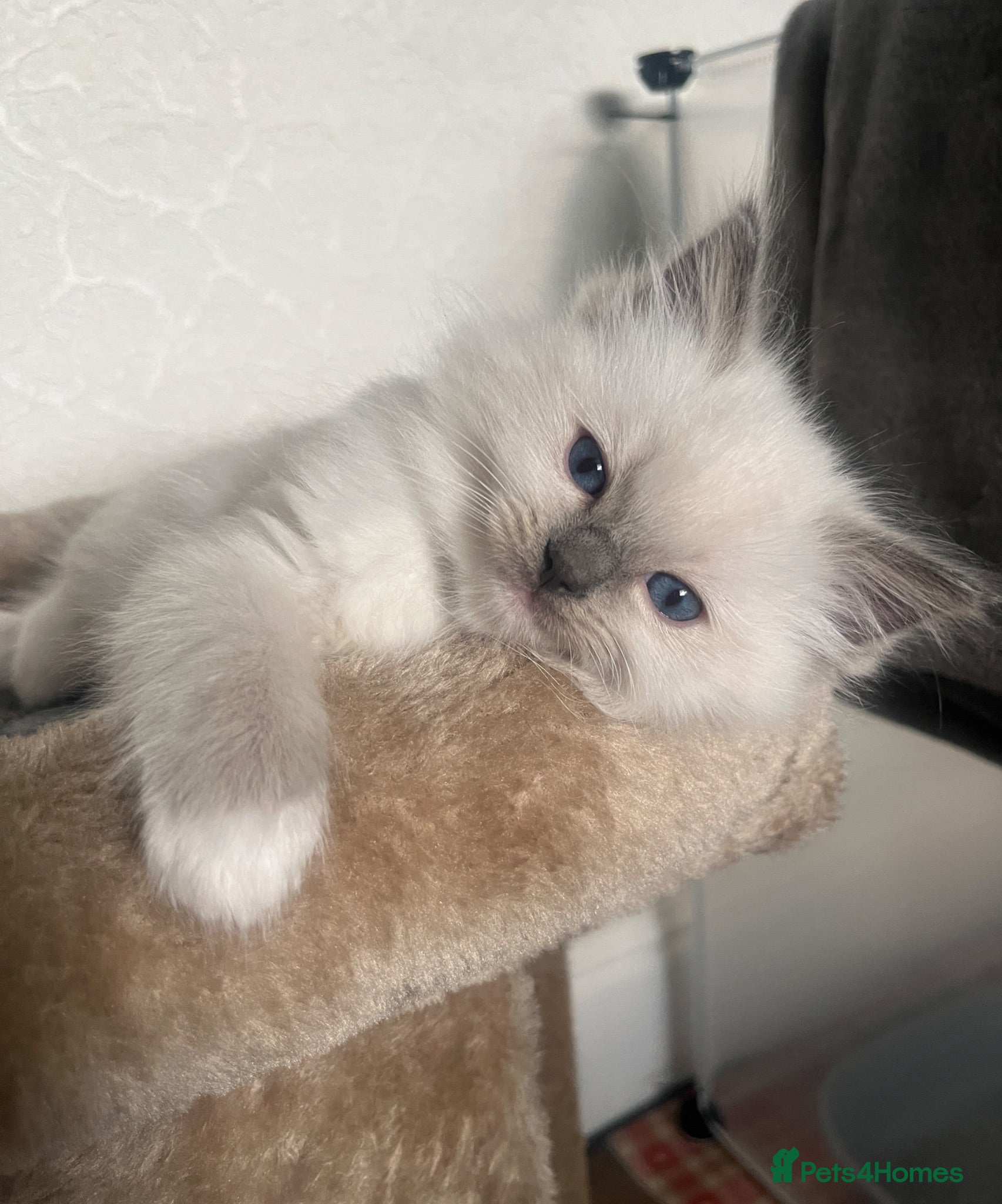 Ragdoll cats GCCF Registered Ragdoll Kittens  - Advert 1