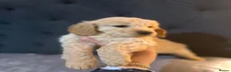 Cockapoo dogs for sale: F2 cockapoos for sale  - Advert 4
