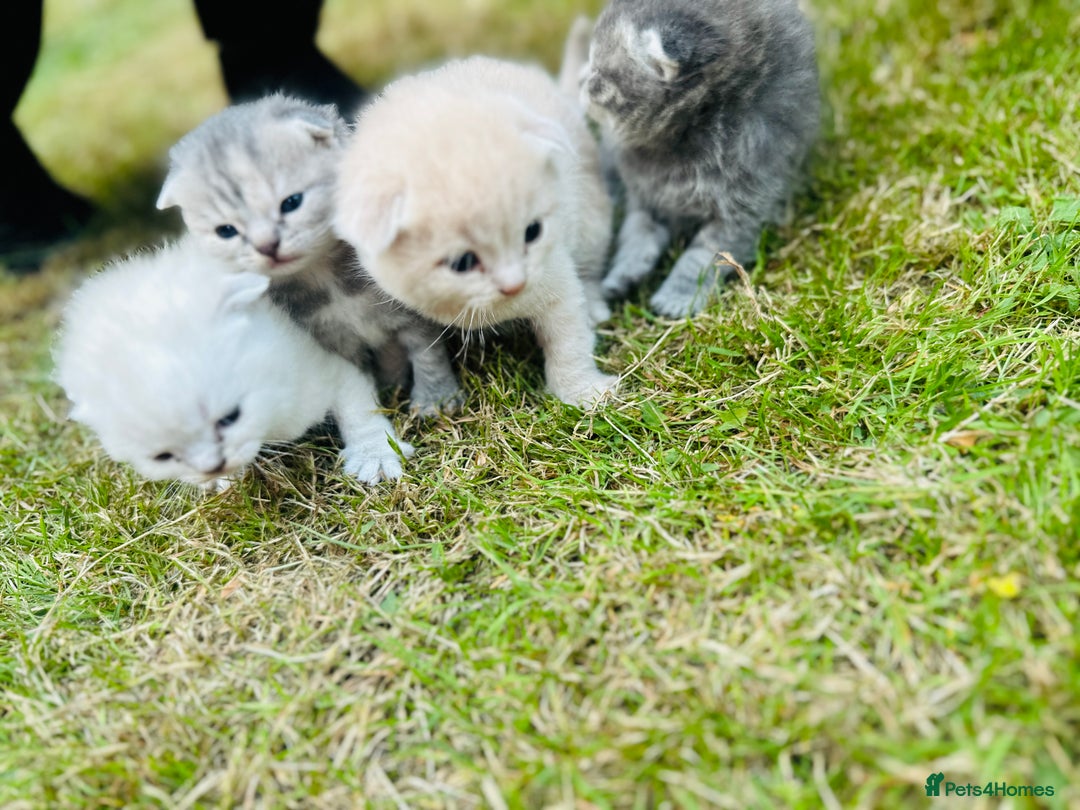 Scottish Fold cats for sale: Adorable Kittens Looking for Their Forever Homes🐾 - Image 20