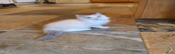 Ragdoll cats for sale: 💖Very Beautiful GCCF Registered Ragdoll Kittens. - Advert 31