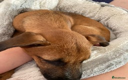 Mixed Breed dogs for sale: Freddie  - Image 3