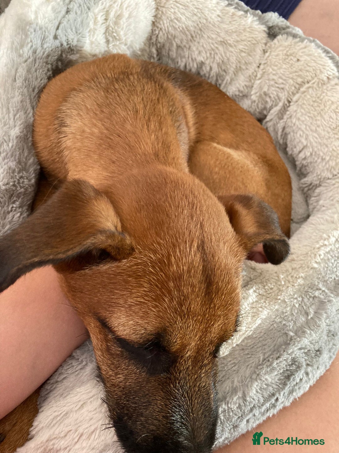 Mixed Breed dogs for sale: Freddie  - Image 3