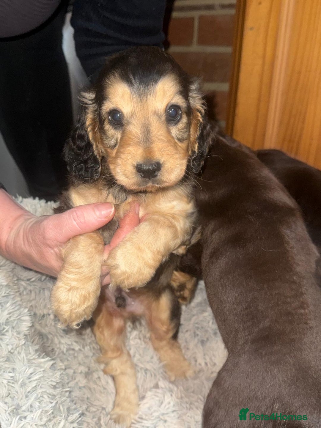 Cocker Spaniel dogs for sale: KC Registered Show Type Cocker Spaniels - Advert 13