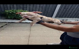 American Bully dogs for sale: ABKC Registered Pocket Bully Puppies in Wolverhampton - Image 13