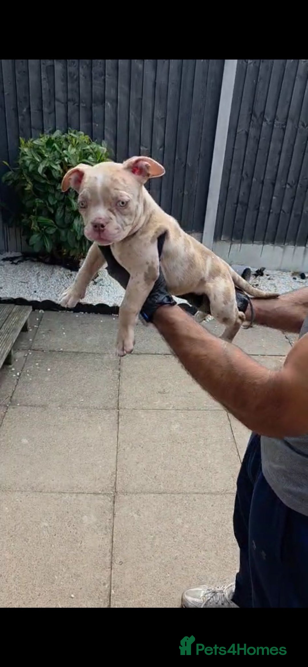 American Bully dogs for sale: ABKC Registered Pocket Bully Puppies in Wolverhampton - Image 13