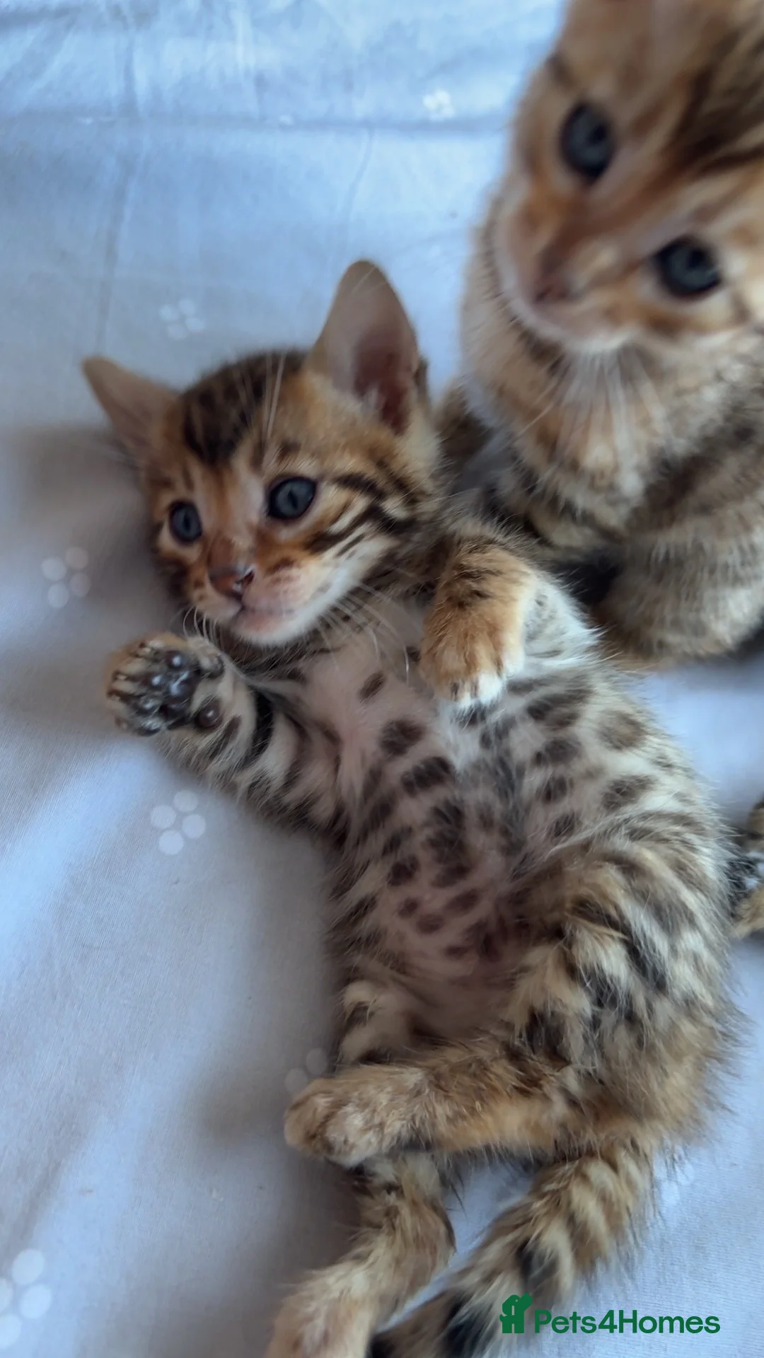 Bengal cats for sale: Beautiful Bengal Kittens🤎 in London - Advert 21