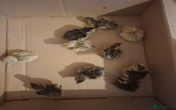 Quail poultry for sale: 🐣 Day-Old Celadon Coturnix Quail  - Image 2