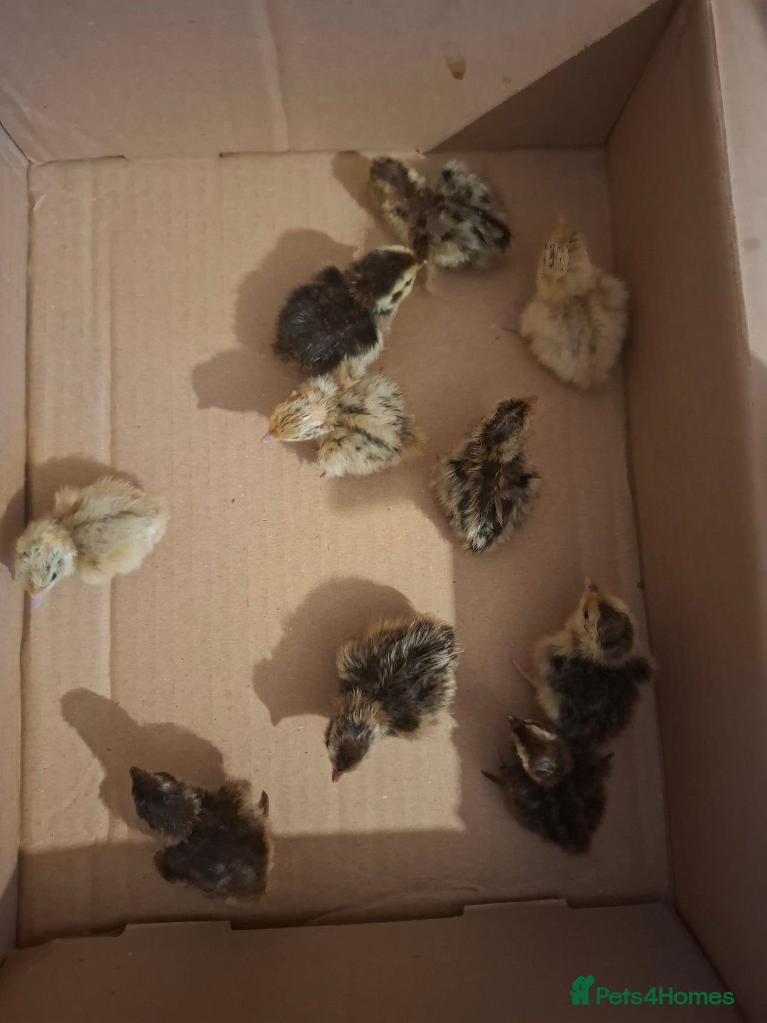 Quail poultry for sale: 🐣 Day-Old Celadon Coturnix Quail  - Image 2
