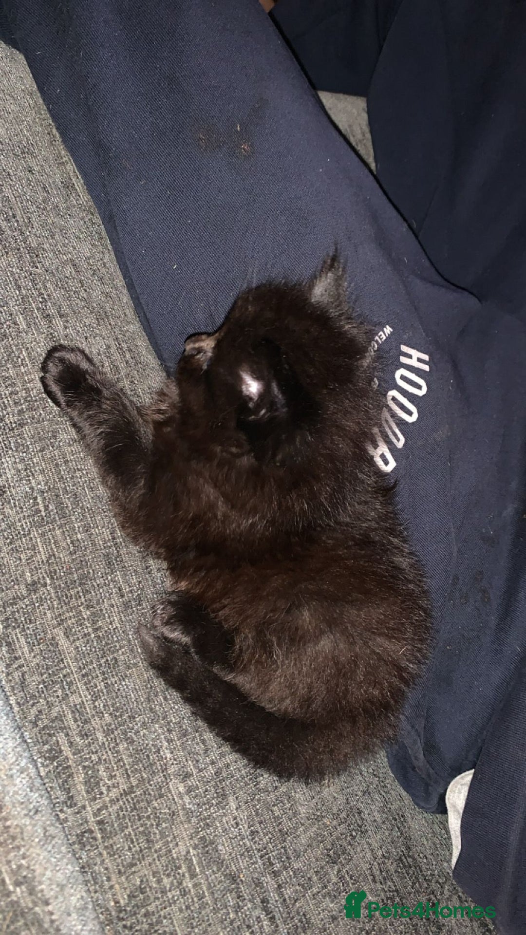 Maine Coon cats for sale: 2 Maine coon cross kittens - Advert 10