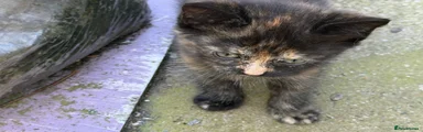 Tortoiseshell girl