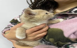 Mixed Breed cats for sale: Apricot Tabby & Peach Tortie Girl Kittens - Image 10