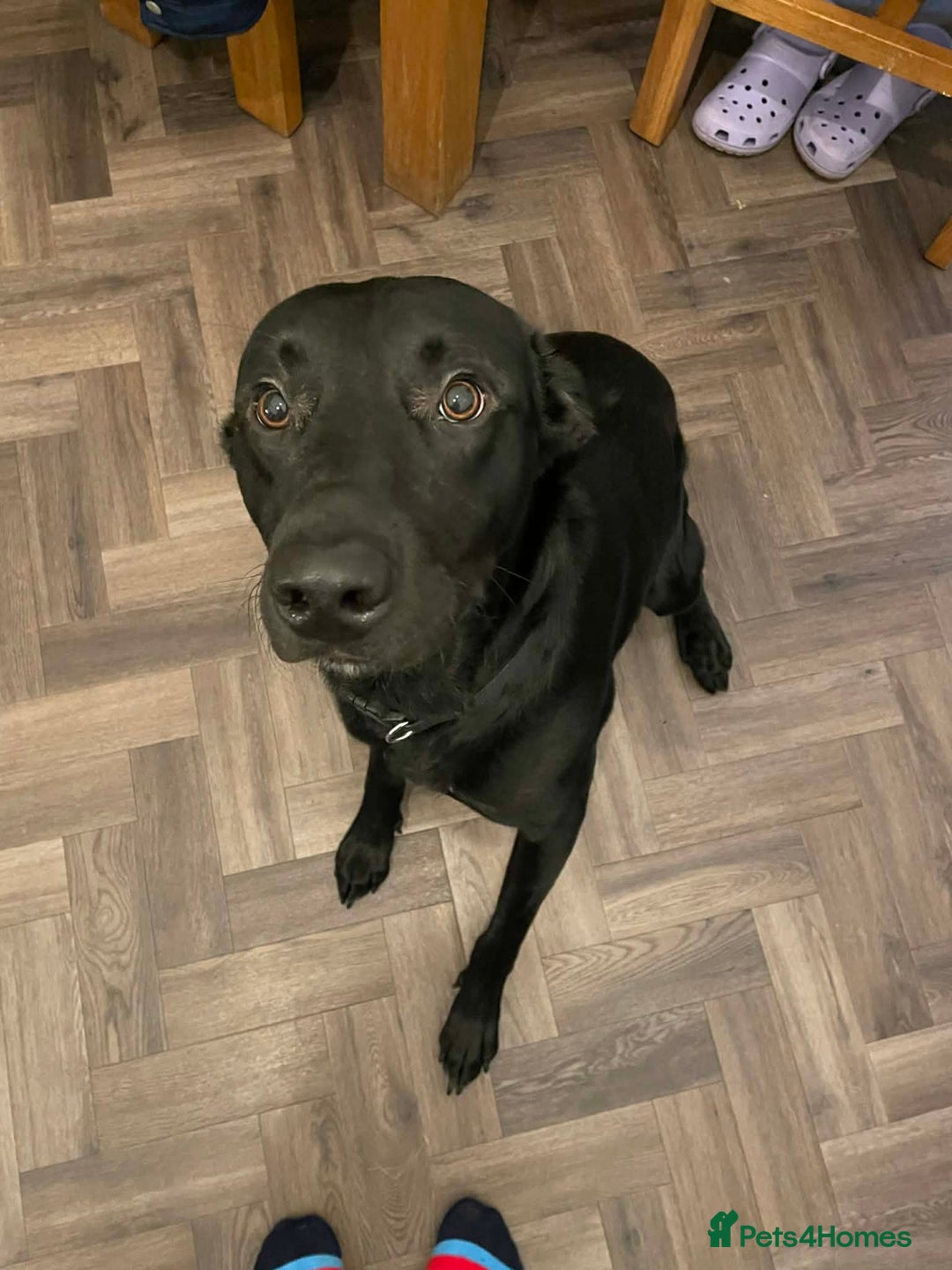 Borador dogs for sale: Labrador/collie 1.5 year old - Advert 2