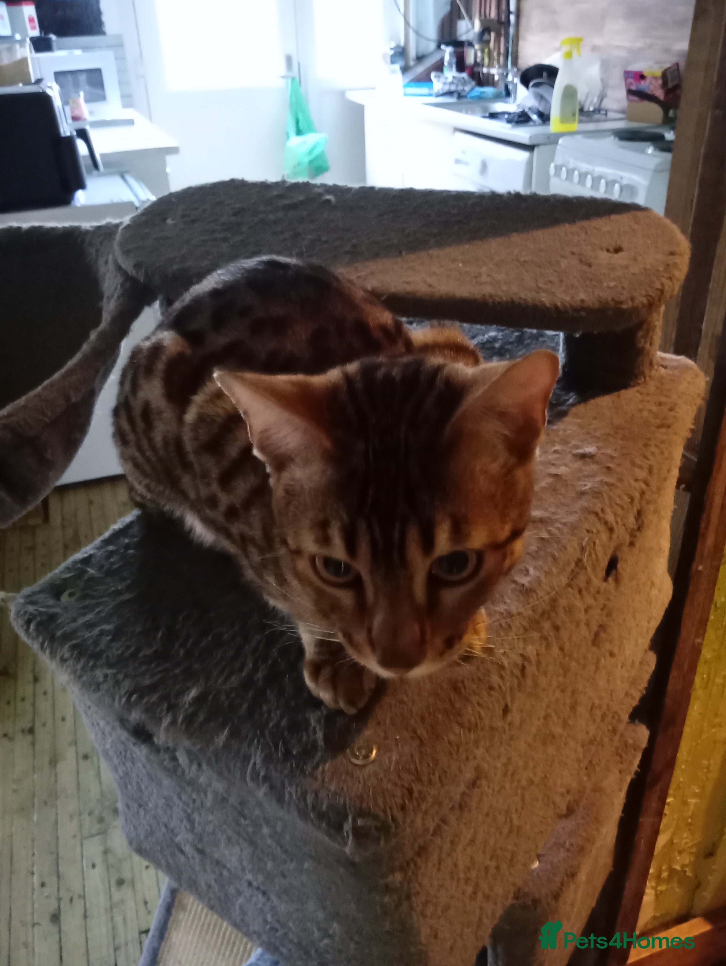 Bengal cats 9 months old female Bengal  - Advert 2