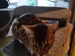 Bengal cats 9 months old female Bengal - Advert 7