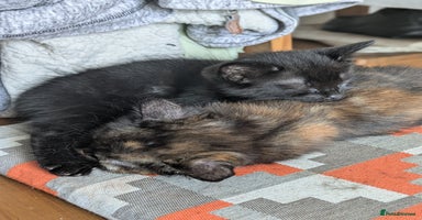 Mixed Breed cats - Advert 2