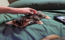 Mixed Breed cats for sale: Have two male and 2 female kittens   - Image 4