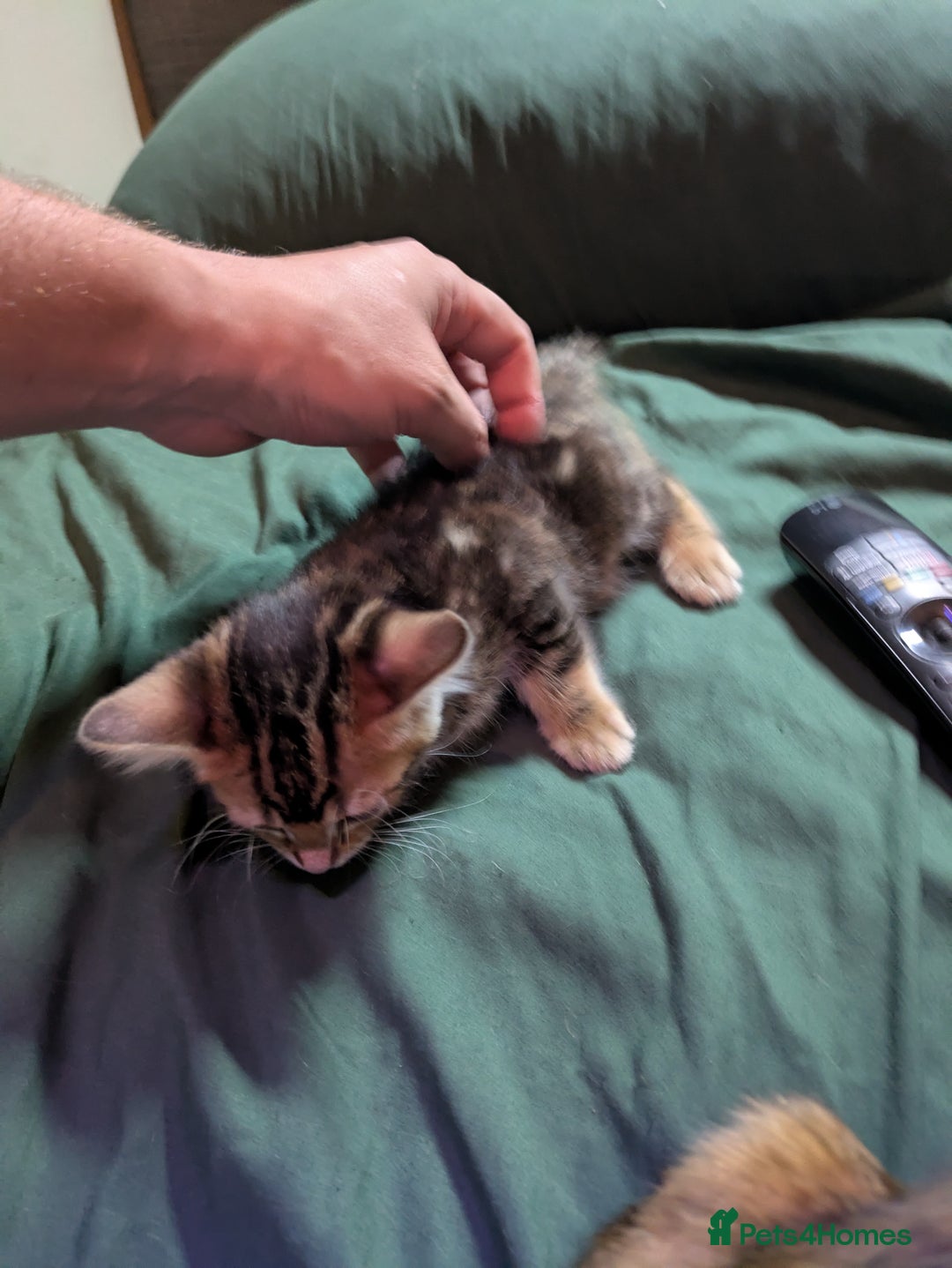 Mixed Breed cats for sale: Have two male and 2 female kittens   - Image 4