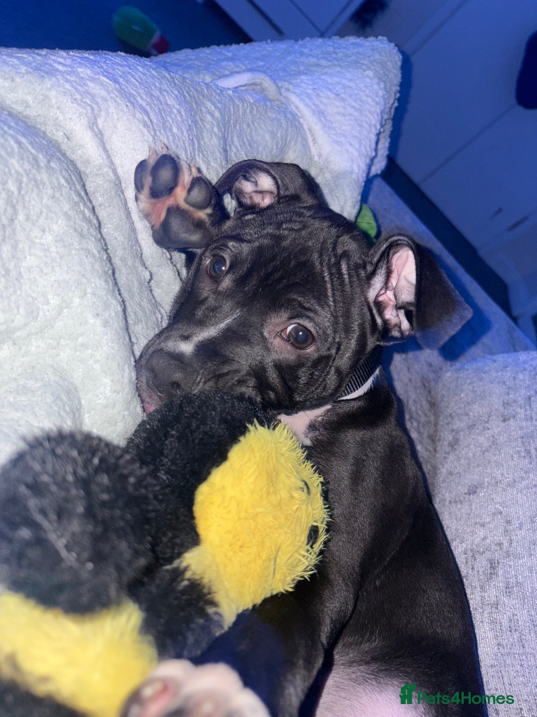 Staffordshire Bull Terrier dogs for sale: Last male puppy left  - Advert 6