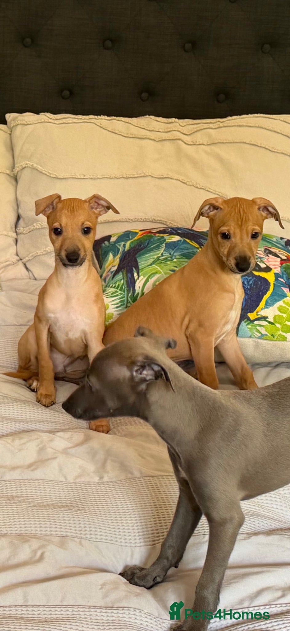 Italian Greyhound dogs Kc Italian greyhound puppy boy fully vaccinated - Advert 1