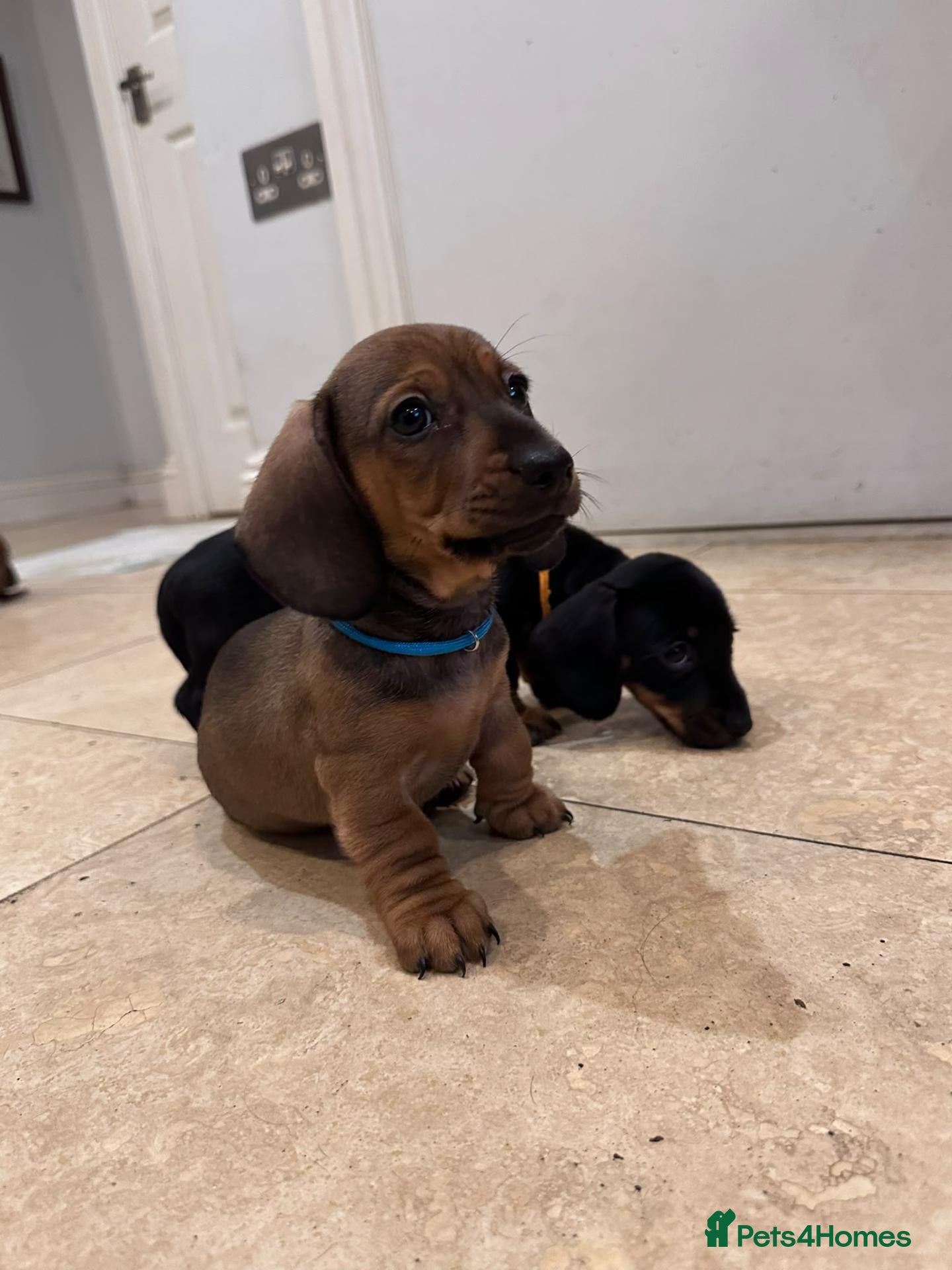 Dachshund dogs Pure Bred Dachshunds  - Advert 2