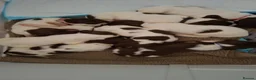 English Springer Spaniel dogs for sale: 9 Beautiful English Springer Spaniels for sale  in Preston - Advert 7