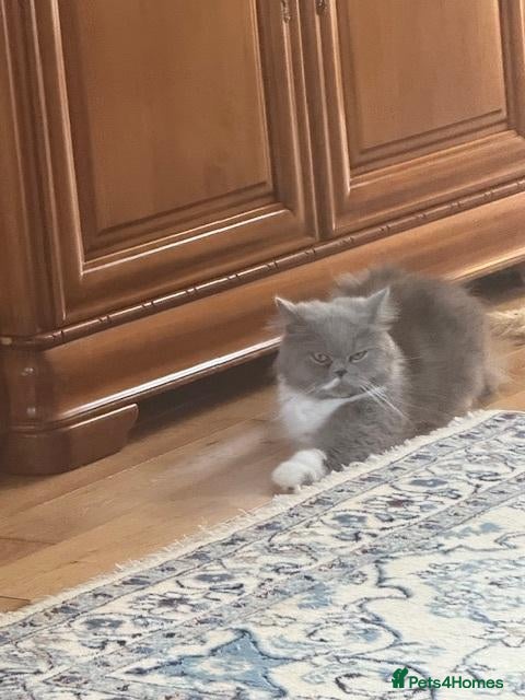 Persian cats for sale: Pure-bred Persian Girl (Female) - Ready Now £450 - Advert 1