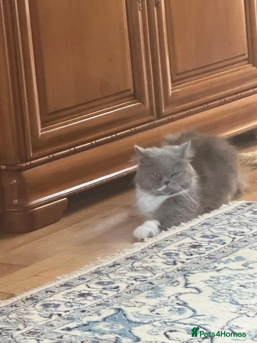 Persian cats for sale: Pure-bred Persian Girl (Female) - Ready Now £450 - Advert 2