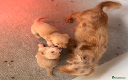 Miniature Dachshund dogs for sale: Miniature long hair dachshunds  - Image 12