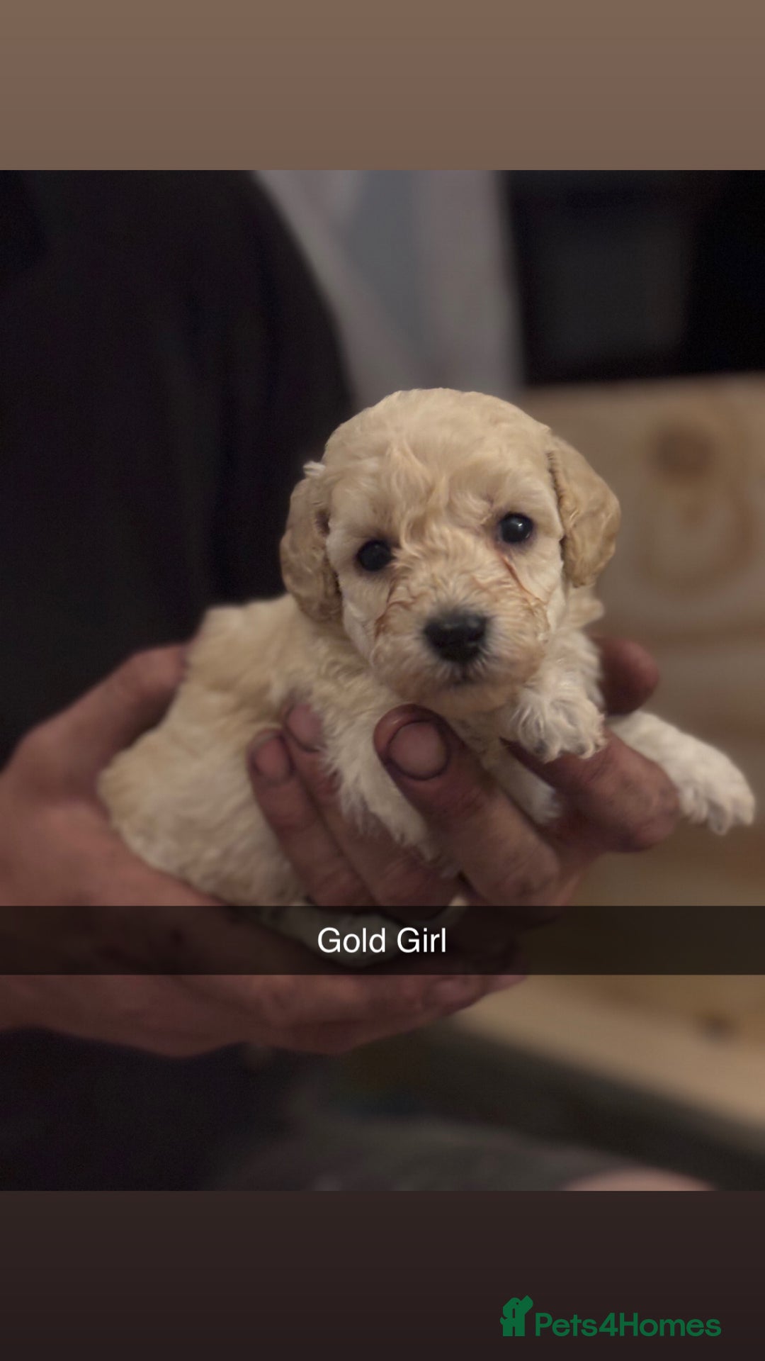 Cockapoo dogs for sale: Cockapoo Puppies F1 - Image 4