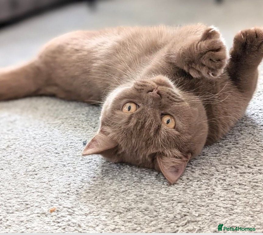 British Shorthair cats Active cinnamon queen - Advert 1