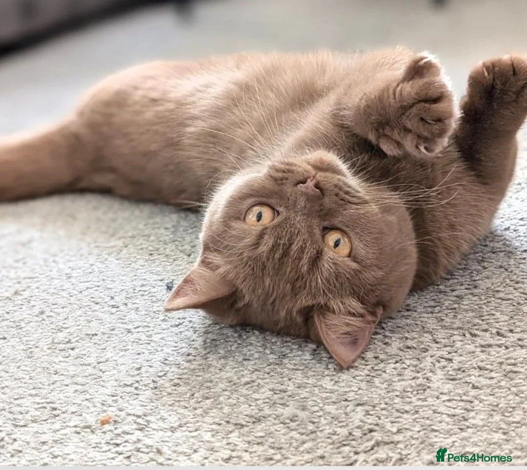 British Shorthair cats for sale: Active cinnamon queen - Advert 1