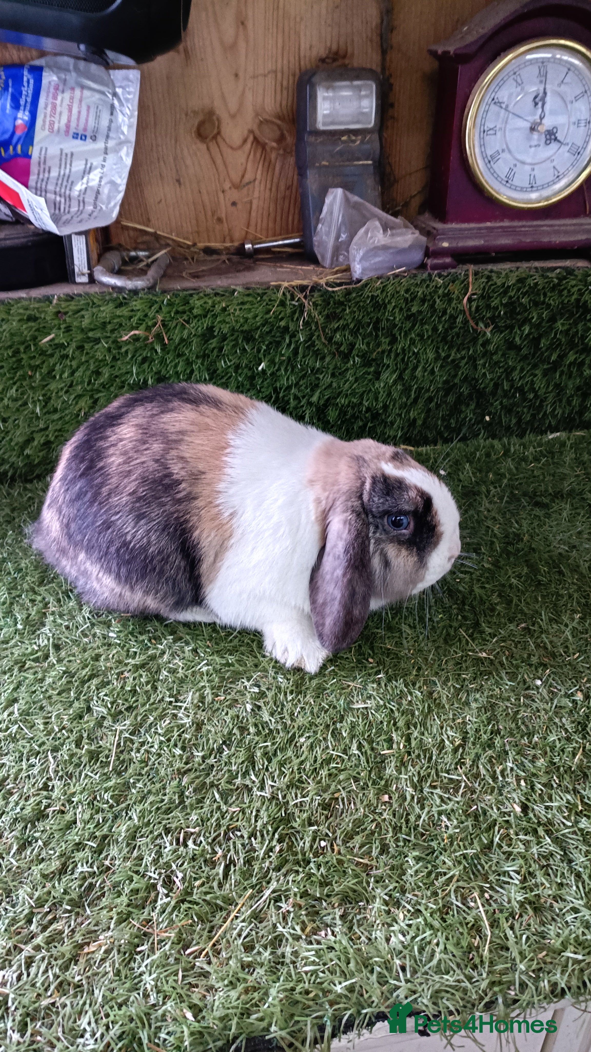 Mini Lop rabbits Pure mini lops and dwarf Papillon  - Advert 17
