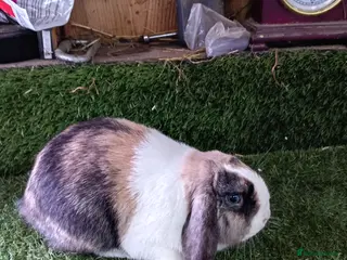 Mini Lop rabbits Pure mini lops and dwarf Papillon - Advert 17