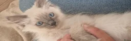 Ragdoll cats for sale: RAGDOLL KITTENS READY NOW  - Advert 18