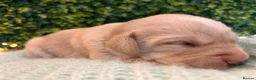 Labrador Retriever dogs for sale: Health-Tested Labrador Pups | 5-Star Breeder - Advert 25