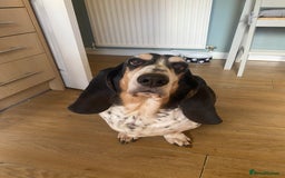 Basset Hound dogs for sale: Female Basset Hound for rehome - Image 1