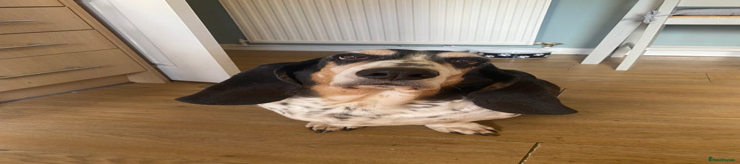 Basset Hound Abigail
