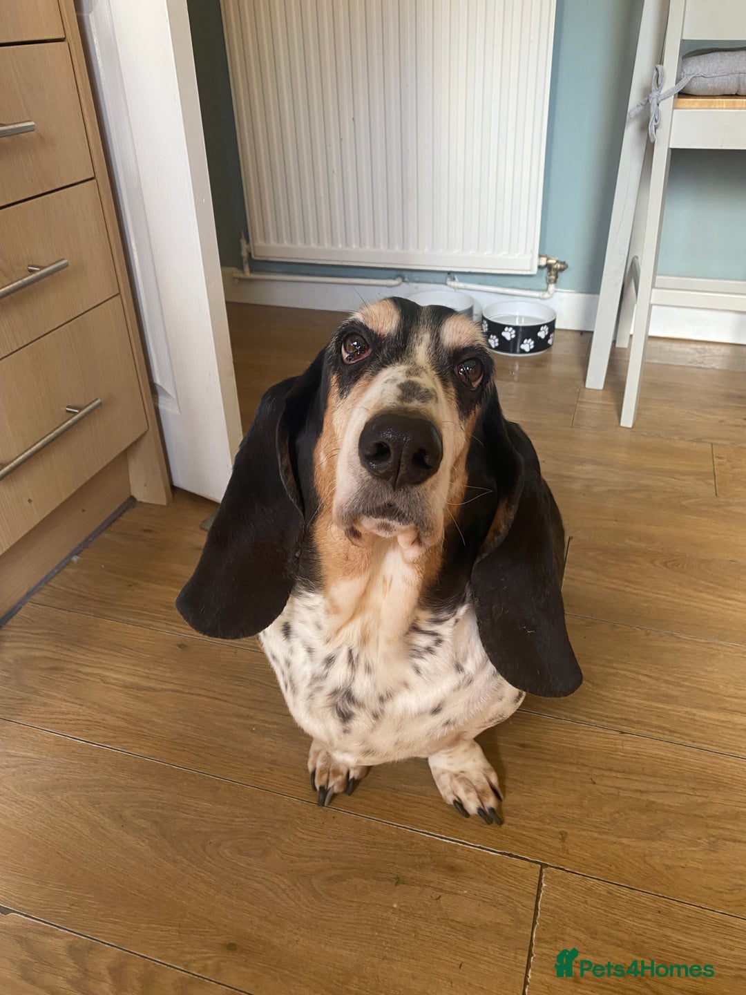 Basset Hound dogs for sale: Female Basset Hound for rehome - Image 1