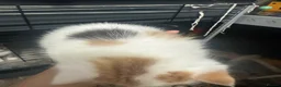 Exotic cats for sale: Cute kittens for sale - Advert 6