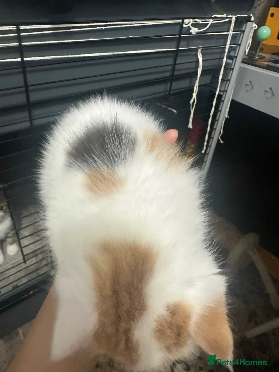 Exotic cats for sale: Cute kittens for sale - Advert 6