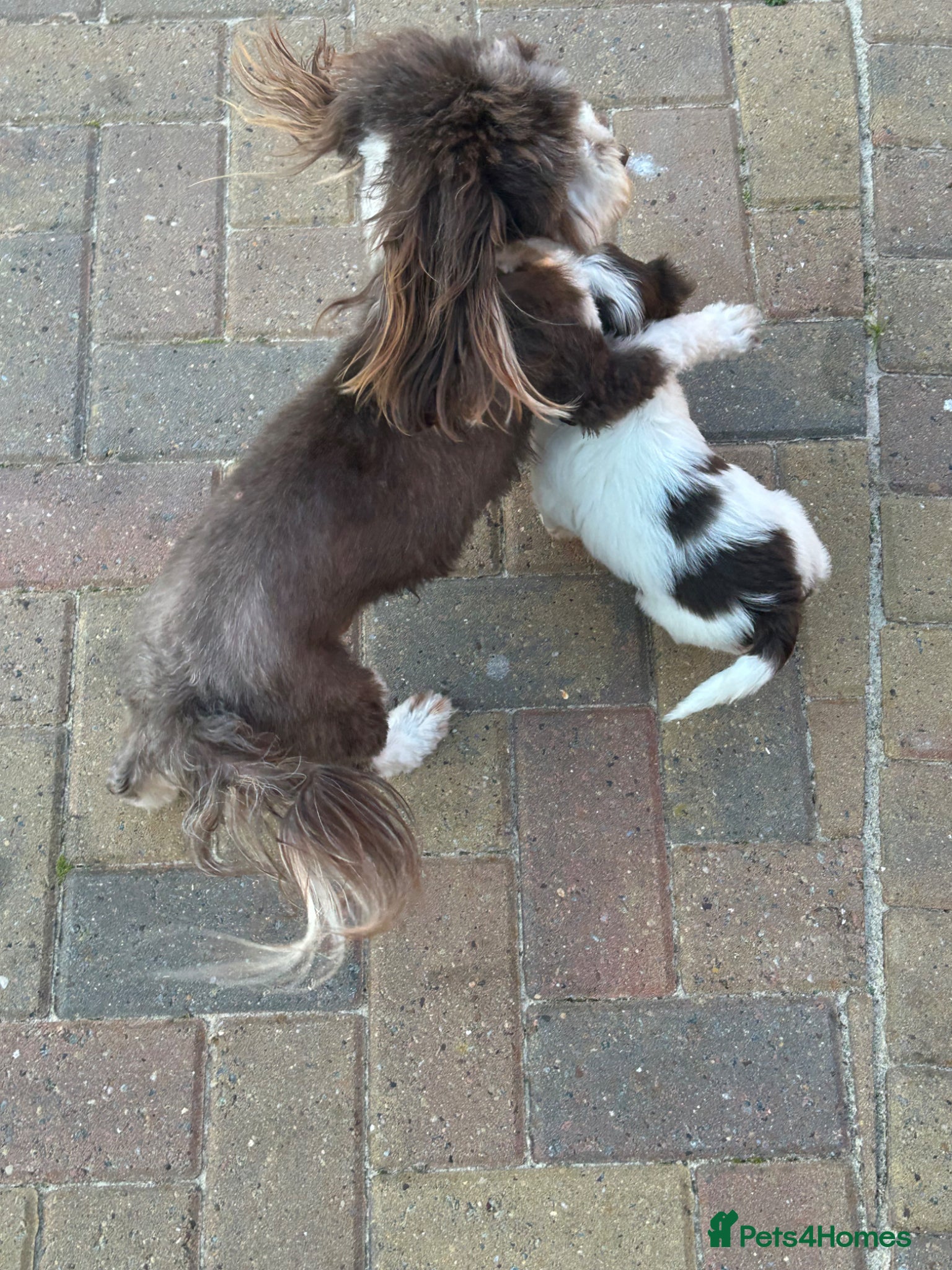 Havanese dogs Exceptional KC Reg Havanese Puppies – 5⭐ Pedigree, - Advert 2