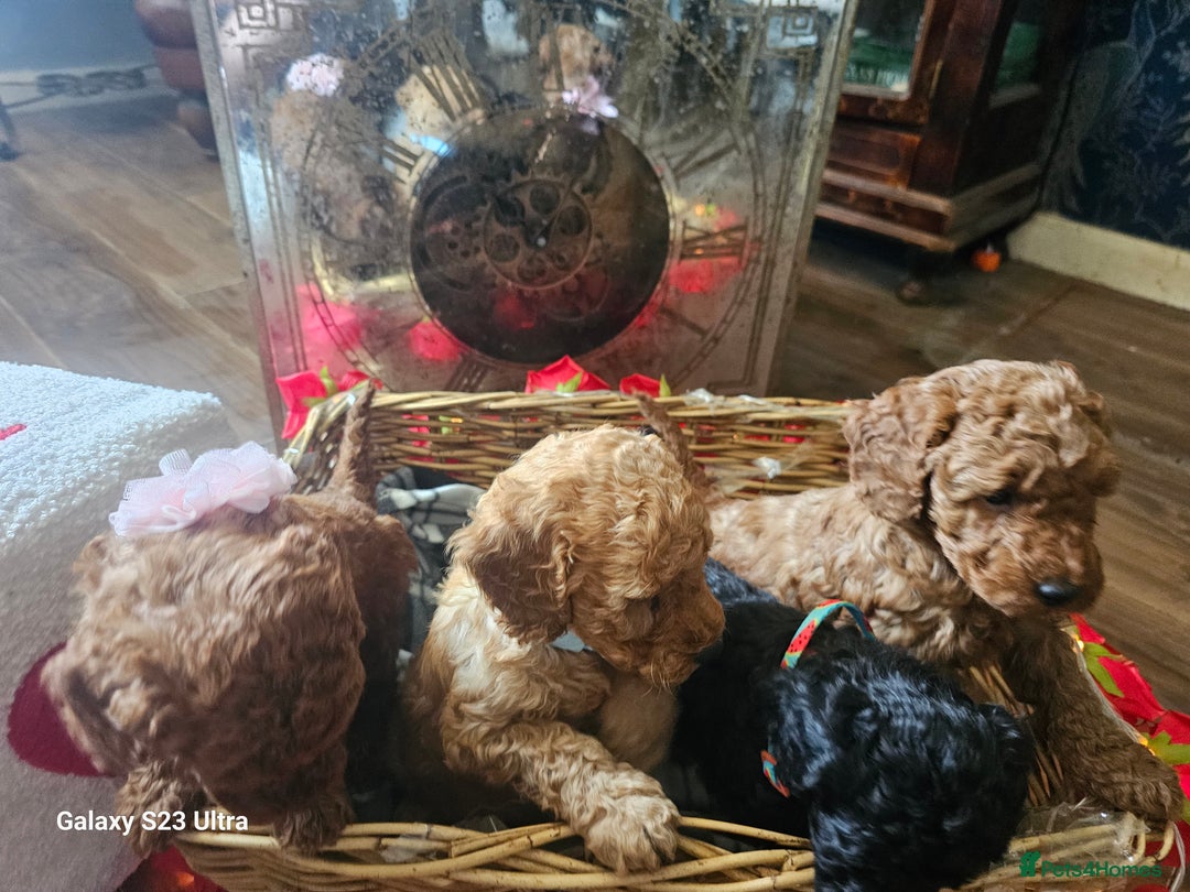 Miniature Poodle dogs for sale: Kc reg outstanding miniature Poodles in Stourbridge - Image 27