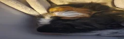 Guinea Pig rodents for sale: Pair of male brother guinea pigs - Advert 6