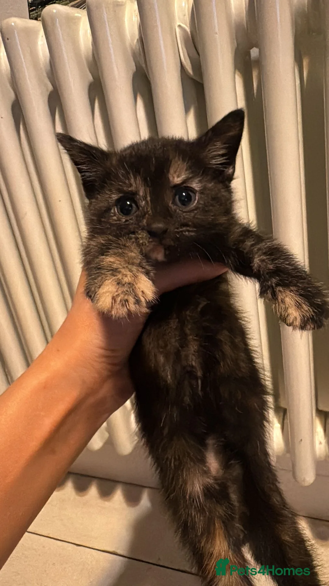 Domestic Shorthair cats for sale: 4 domestic shorthair in Bedford - Advert 2