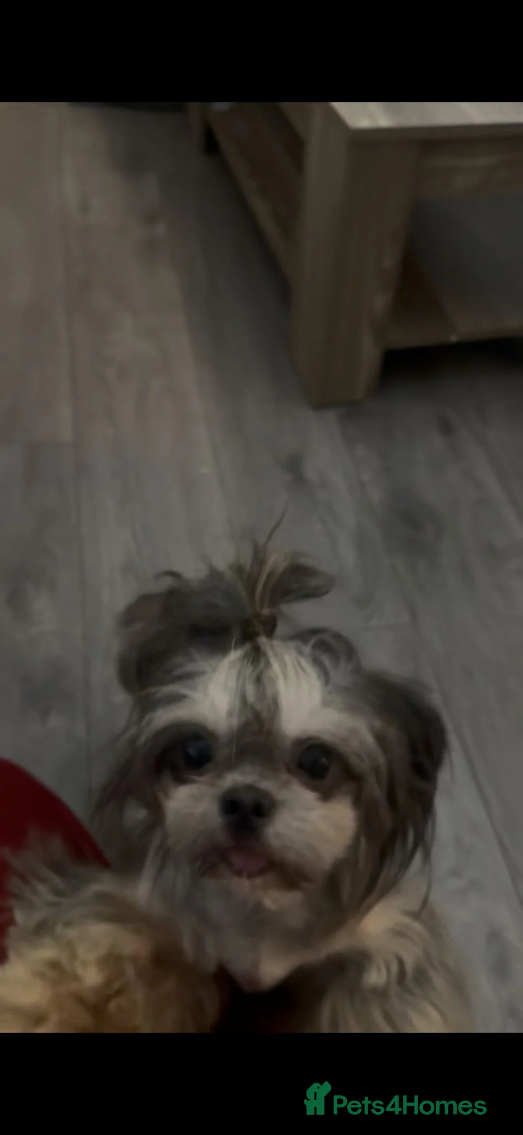 Shih Tzu dogs for stud: MR MOGWAI Blue & Tan carrying choc Imperial Stud  - Advert 14