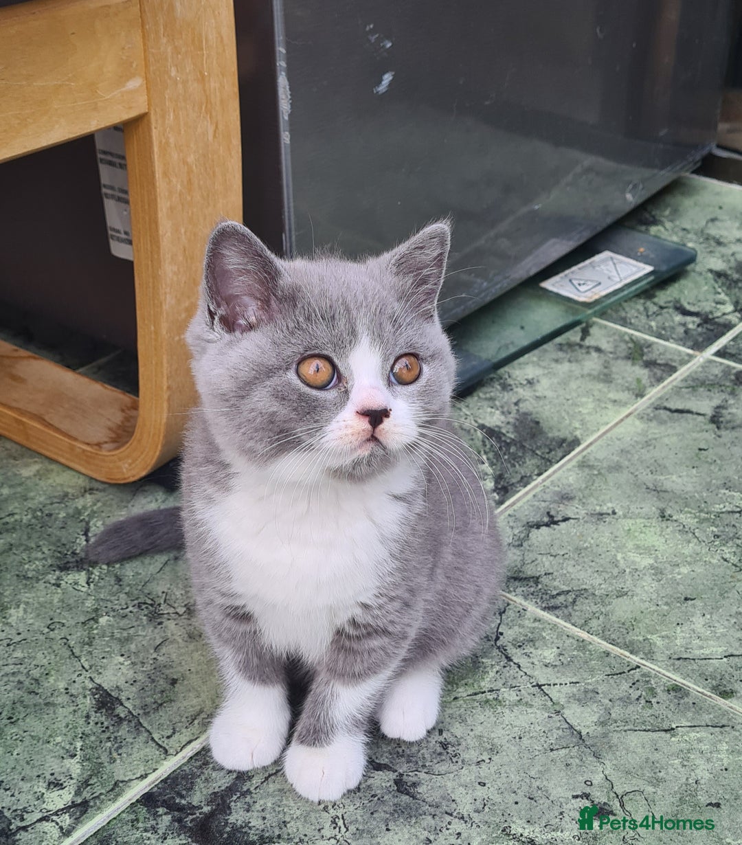 British Shorthair cats for sale: 4 PEDIGREE kittens READY TO GO! 2 LEFT - Image 31
