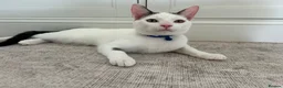 Mixed Breed cats for sale: Male kitten  - Advert 3
